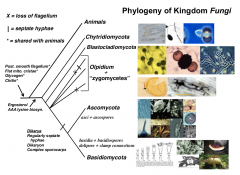 'chytridiomycetes and zygomycetes'