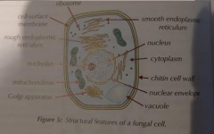 Fungal cells have cell walls made of chitin and they have no chloroplasts