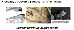 Phylum: Chytridiomycota Order: Chytridiales

Frog killing fungi