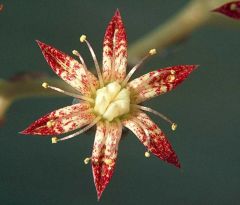 Succulent stems, simple succulent or fleshy leavesActinomorphic; CA 4-5 distinct, CO 4-5 distinct or basally  connates usually twice number of petals, free or basally adnate to corolla (usually when double, opposite stamens are adnate)g 4-5 dist...