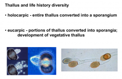 Holocarpic - entire thallus converted into a sporangium

Eucarpic - portions of thallus converted into sporangia; development of the vegetative thallus

Unicellular - may produce rhizoids that serve to anchor thallus

filamentous - coenocyti...