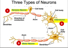 1. Sensory
  •Afferent,towards the CNS
2. Associational(interneuron) 
  •Neuron toneuron; sensory to motor
  •Only in theCNS 
3. Motor 
  •Efferent, awayfrom the CNS