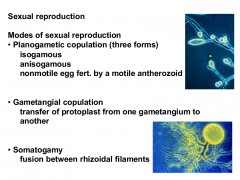 Planogametic copulation - two flagellated gametes meet

Gametangial copulation - gametangia meet

Somatogamy - rhizoidal filaments meet