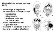 Assemblage of organelles in Chytridiomycota

Functions in utilization of stored lipid and regulation of calcium