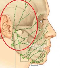 Identify the lymph nodes