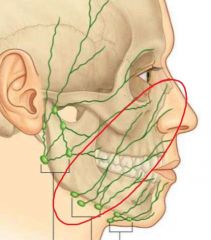 Identify the lymph nodes