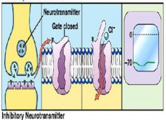 •Hyperpolarizationoccurs
•Inhibitorypostsynaptic potentials (IPSP)
•The nerveimpulse stops hereragment