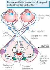 The optic tracts carry information to the Lateral Geniculate Nucleus (LGN) of the thalamus. Then... 