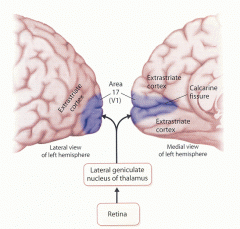 Information from the LGN travels via LGN neurons (geniculostriate pathway) to the striate cortex in the occipital lobes. 