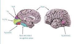 Area V1 (Striate Cortex) divides visual information into 3 types of info: