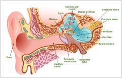 How do soundwaves travel down the ear canal? 


1. Change in ear pressure creates movements of the ear drum (tympanic membrane). 


2. Movement of ear drum creates movement of ossicles (stapes, incus, malleus). 


3. Movement of ear drum ...