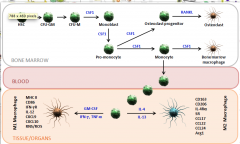 HSC: Hematopoietic stem cell	
CFU-M: Colony forming unit-macrophage
TNF-α: Tumor necrosis factor alpha
IFN-γ: Interferon gamma
RNS: Reactive nitrogen species
CFU-GM: Colony forming unit-granulocyte/macrophage
Arg1: Arginase-1 enzyme
CXCL ...