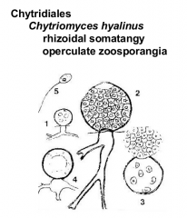 Order: Chytridiales  Phylum: Chytridiomycota 
Zoosporic stage
Sexual mating by way of rhizoidal somatangy
Operculate zoosporangia