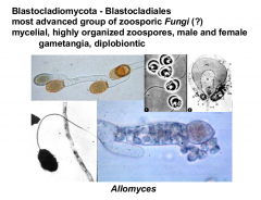 Most advanced zoosporic Fungi
Characterised by a diblobiontic life cycle, male and female gametangia, mycelial, and highly organized zoospores  
Allomyces is the only example we covered from this phylum