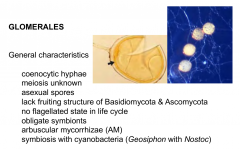 coenyctic hyphae
asexual spores
olbigate symbionts
arbuscular mycorrhizae