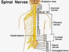 •31symmetrically arranged pairs of spinal nerves 
   •Contain bothsensory and motor neurons
   •C1 throughC8    (8)
   •T1 throughT12  (12)
   •L1 through L5     (5)    •S1 through S5     (5)    •Onecoccygeal   (1)