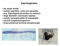 Phylum: Oomycota  Supergroup: Stramenopiles 
The water molds