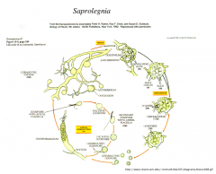 Draw the Saprolegnia life cycle