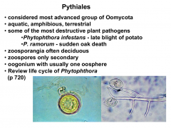 Phylum: Oomycota
Some of the most destructive plant pathogens
examples: Phytophthora ramorum, Phytophthora infestans