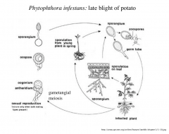 Draw the Phytophthora infestans life cycle