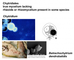 Phylum: Chytridiomycota 
true mycelium is lacking
rhizoids or rhizomycelium present in some species
examples: Chytridium and Batrachochytrium dendrobatidis