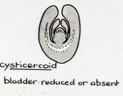 cyst contains no fluid and closely enfolds one protoscolex
invertebrate IH