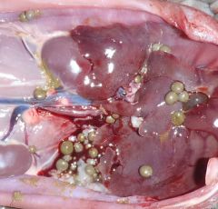 Peritoneal cavity, rabbit/hare