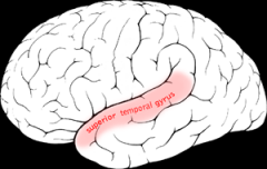 superior temporal gyrus/sulcus
