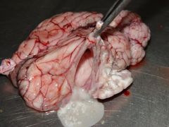 CNS, commonly cerebrum, sheep/goat/cattle