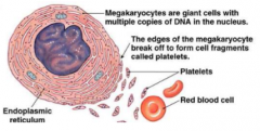 They are needed for blood clotting

Half life is about 10 days

Thrombopoietin increases platelet numbers

It has no nucleus where its cytoplasm contains mitochondria, endoplasmic reticulum and granules

Produced from megakaryocytes 