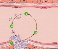 1) Exposed collagen binds and activates platelets via von Willebrand factor

2) Factors (ADP, PAF, sertonin, thromboxane A2) released from platelet

3) Factors attract more platelets

4) Platelets aggregate to form plug
