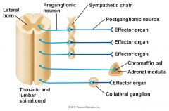 Preganglionic:  is short and terminates in chain ganglia


Postganglionic: 
comparetively long