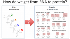 How do we get from RNA to Protein?