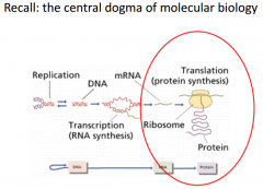 We use tRNA (our adapter molecule which helps communicate and translate between proteins. Occurs during translation (protein synthesis)