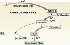 1)Factor X, using phospholipids (PL), factor VIII and Ca++ will be converted into Active X

2) Active X converts Prothrombin (II) using Ca++, V and PL into Thrombin (IIa)

3) Thrombin will convert Fibrinogen into Fibrin and Factor XIII into Activ...