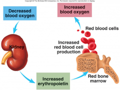 1.Decreasedblood O2levels cause kidneys to increase production of erythropoietin. 
 2.Erythropoietinstimulates red bone marrow to produce more erythrocytes. 
 3.Increasederythrocytes cause an increase in blood O2levels.
