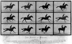 #117 


The Horse in Motion 


Eadweard Muybridge


1878 C.E.


_____________________


Content: 