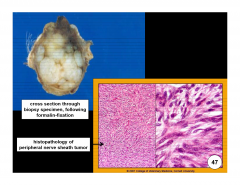 Peripheral nerve sheath tumors are of what cell origin?

Are they benign or malignant?

Most common in what species?