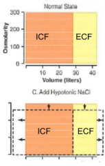 Decreased osmolarity 

Increase volume of ECF and ICF