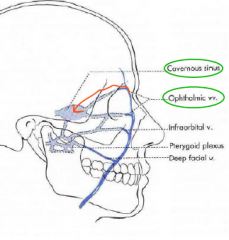 - Ophthalmic veins drain to the middle cranial fossa, posterior to the orbit.