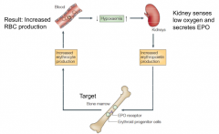 Erythropoietin


Kidney senses low oxygen and secretes EPO which binds to EPO receptors on bone marrow


Causes increased erythrocyte production


Glycoprotein     synthesized by pericytes at border of medulla and cortex where O2 levels are low 

...