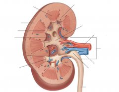 Label the kidney