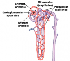 Efferent and afferent arteriole

Glomerulus and peritubular capillaries