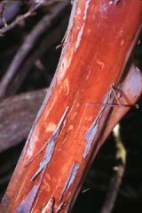 The bark is smooth, red-brown