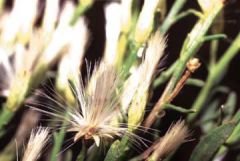 Female plant, with pistillate heads (capitulae), the fruits with silver pappus bristles.
