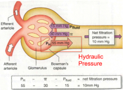 Pressure exerted by blood in glomerular capillaries

Favours filtration

On average about ~55mmHg