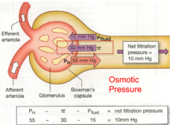 Beacuse proteins are only found in plasma, pressure draws fluid back

Opposes filtration

On average, about ~30mmHg