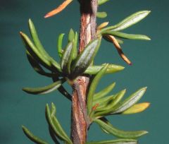 Note short shoots (fascicles) with alternate-fasciculate leaf arrangement, leaves narrowly elliptic to linear with revolute margins and whitish-tomentulose abaxial surface.