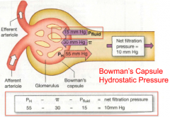 Bowmna's capsule is an enclosed space so pressure of fluid with the capsule creates a fluid pressure

Opposes filtration

On average about ~15mmHg