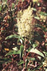 Inflorescence, a panicle.